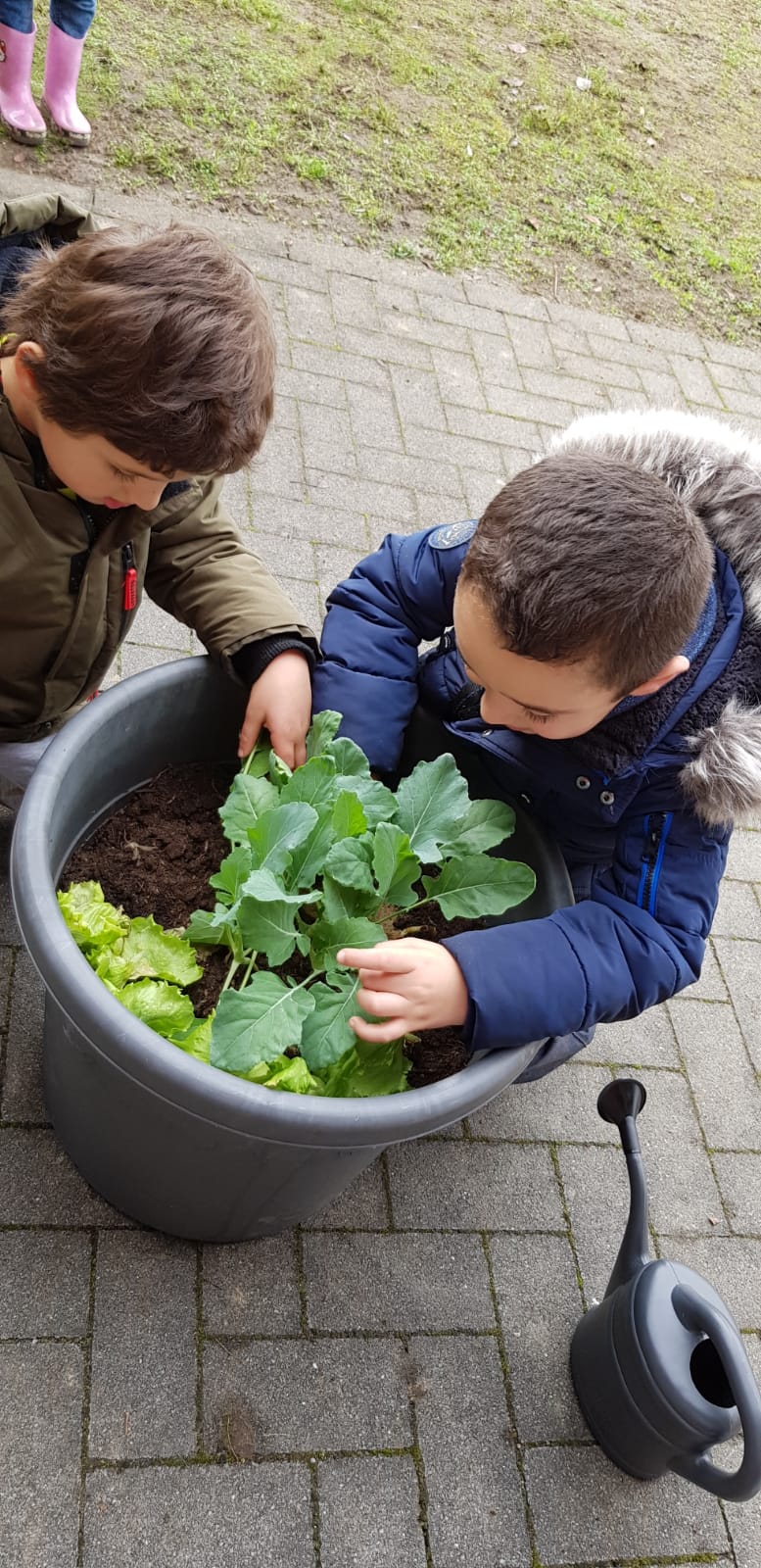 eefd_Bild 1 - Wie ...  jetzt noch pflanzen ... lecker Kohlrabi .....jpg